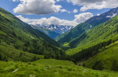Görünüm Alps kayalar ve yaz aylarında Kuzey İtalya, lombardy, brescia adamello tepe üzerinde açık bir günde bölgesi bitki örtüsü