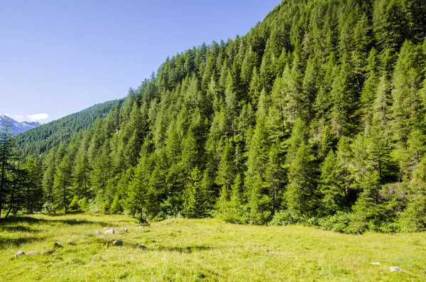 Veduta delle Alpi con rocce e vegetazione in estate nel nord Italia, Lombardia, la regione di Brescia Adamello picco in una giornata limpida — Foto Stock