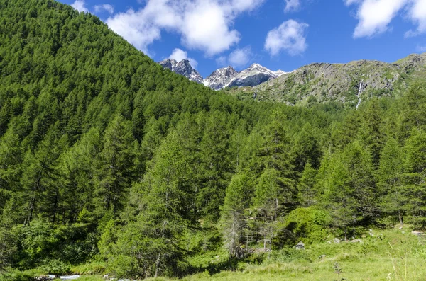 Kilátás nyílik az Alpokra, a sziklák és növényzet nyáron Észak-Olaszország, Lombardia, a régió Brescia Adamello-csúcsa egy tiszta nap — Stock Fotó
