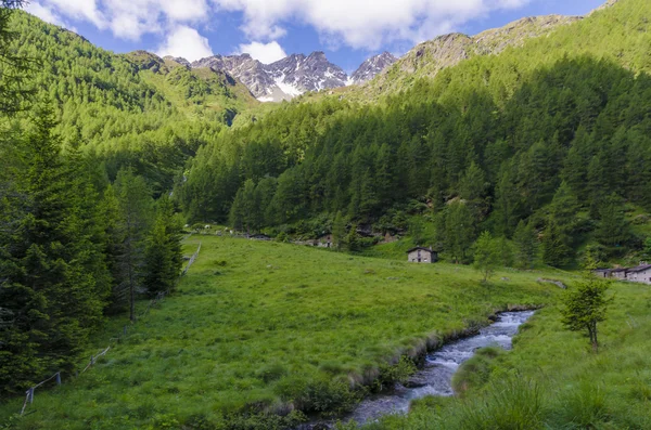 Prato alpino paesaggio di alta montagna in una limpida estate, giornata di sole. Italia settentrionale — Foto Stock