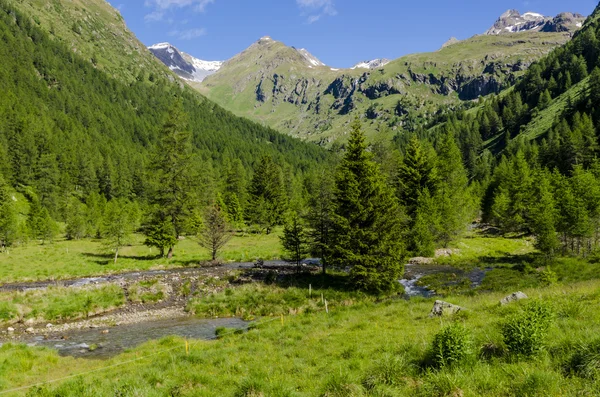 Горный поток, текущий между альпийскими полями, окруженный Альпами. Горы Ломбардии. Регион Брешиа. Северная Италия — стоковое фото