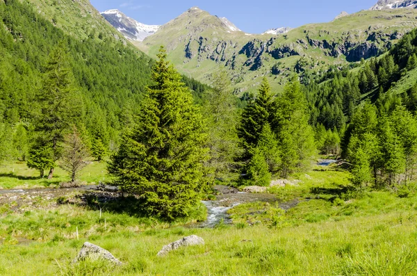 Veduta delle Alpi con rocce e vegetazione in estate nel nord Italia, Lombardia, la regione di Brescia Adamello picco in una giornata limpida — Foto Stock