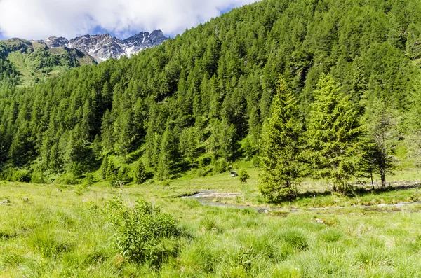 Veduta delle Alpi con rocce e vegetazione in estate nel nord Italia, Lombardia, la regione di Brescia Adamello picco in una giornata limpida — Foto Stock