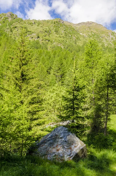 Veduta delle Alpi con rocce e vegetazione in estate nel nord Italia, Lombardia, la regione di Brescia Adamello picco in una giornata limpida — Foto Stock