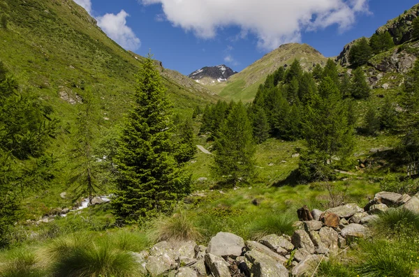 Kilátás nyílik az Alpokra, a sziklák és növényzet nyáron Észak-Olaszország, Lombardia, a régió Brescia Adamello-csúcsa egy tiszta nap — Stock Fotó