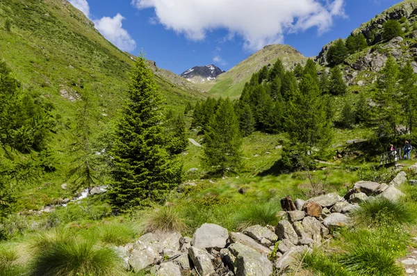 Görünüm Alps kayalar ve yaz aylarında Kuzey İtalya, lombardy, brescia adamello tepe üzerinde açık bir günde bölgesi bitki örtüsü — Stok fotoğraf