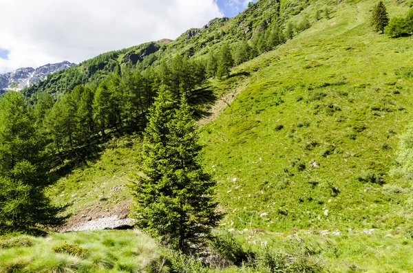 Veduta delle Alpi con rocce e vegetazione in estate nel nord Italia, Lombardia, la regione di Brescia Adamello picco in una giornata limpida — Foto Stock