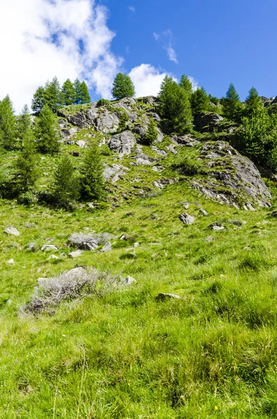 Uitzicht op de Alpen met rotsen en vegetatie in de zomer in Noord-Italië, Lombardije, de regio van brescia adamello piek op een heldere dag — Stockfoto