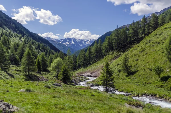 Veduta delle Alpi con rocce e vegetazione in estate nel nord Italia, Lombardia, la regione di Brescia Adamello picco in una giornata limpida — Foto Stock