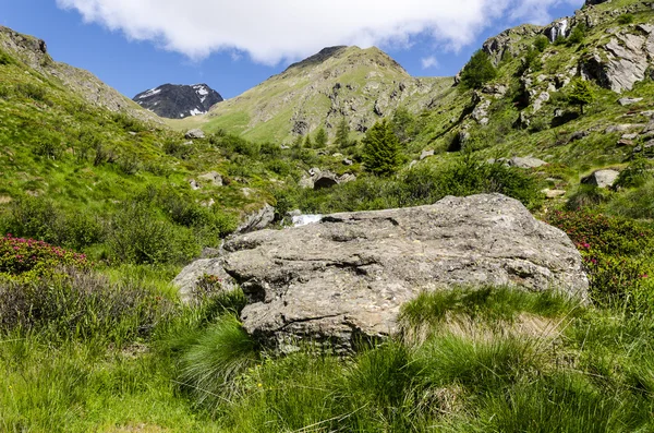 Veduta delle Alpi con rocce e vegetazione in estate nel nord Italia, Lombardia, la regione di Brescia Adamello picco in una giornata limpida — Foto Stock