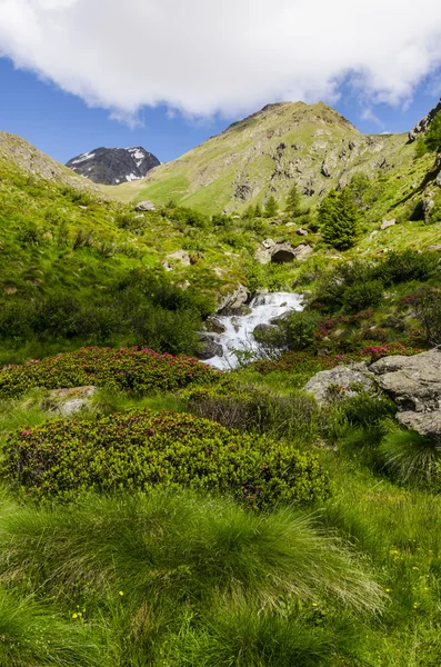 Veduta delle Alpi con rocce e vegetazione in estate nel nord Italia, Lombardia, la regione di Brescia Adamello picco in una giornata limpida — Foto Stock