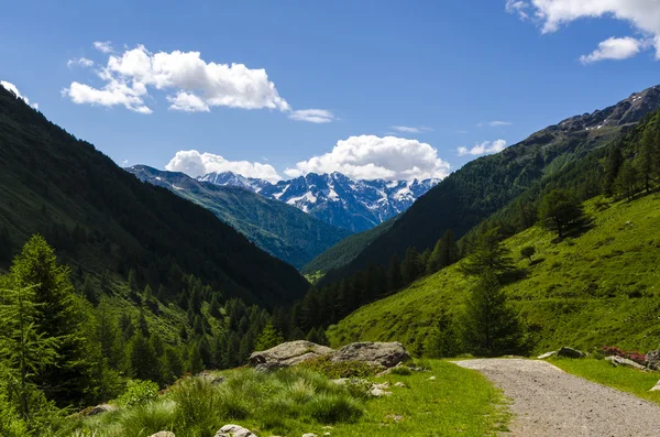Veduta delle Alpi con rocce e vegetazione in estate nel nord Italia, Lombardia, la regione di Brescia Adamello picco in una giornata limpida — Foto Stock