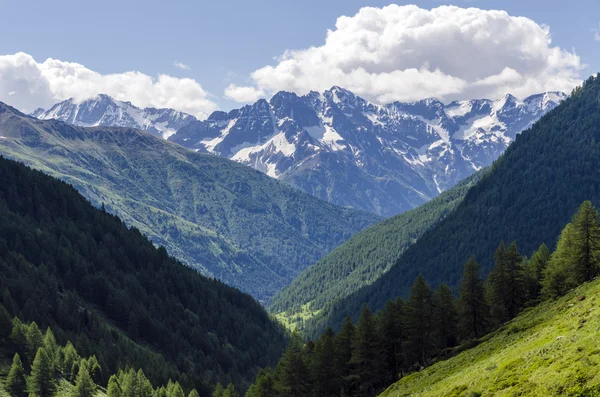 Veduta delle Alpi con rocce e vegetazione in estate nel nord Italia, Lombardia, la regione di Brescia Adamello picco in una giornata limpida — Foto Stock