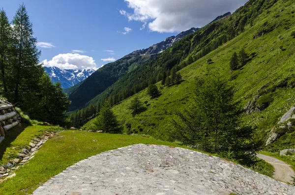 Veduta delle Alpi con rocce e vegetazione in estate nel nord Italia, Lombardia, la regione di Brescia Adamello picco in una giornata limpida — Foto Stock