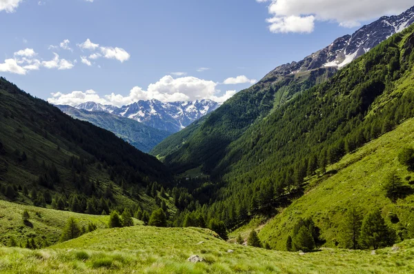 Veduta delle Alpi con rocce e vegetazione in estate nel nord Italia, Lombardia, la regione di Brescia Adamello picco in una giornata limpida — Foto Stock