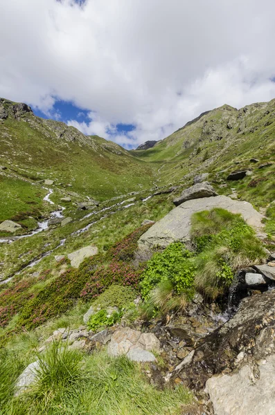 Widok na Alpy skały i roślinności w lecie w północnych Włoszech, Lombardia, regionie piku adamello brescia w pogodny dzień — Zdjęcie stockowe