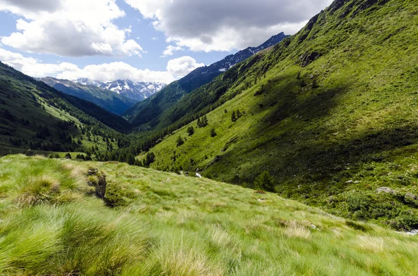 Veduta delle Alpi con rocce e vegetazione in estate nel nord Italia, Lombardia, la regione di Brescia Adamello picco in una giornata limpida — Foto Stock