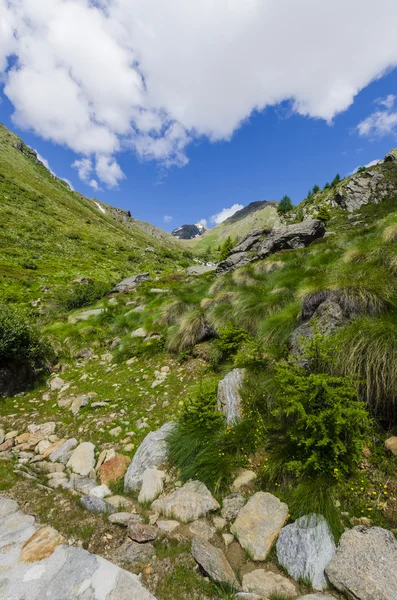 Vista dos Alpes com rochas e vegetação no verão no norte da Itália, Lombardia, a região de Brescia Adamello pico em um dia claro — Fotografia de Stock