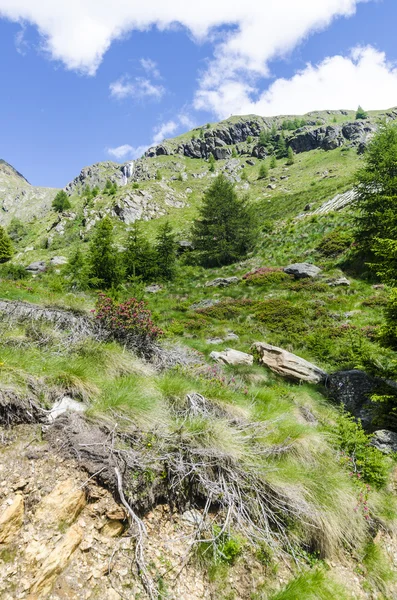 Uitzicht op de Alpen met rotsen en vegetatie in de zomer in Noord-Italië, Lombardije, de regio van brescia adamello piek op een heldere dag — Stockfoto