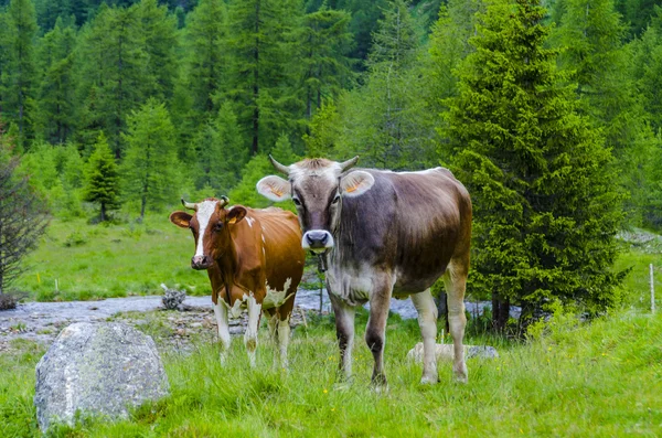 Krowy pasą się na alpejskiej łące latem — Zdjęcie stockowe