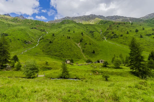 Alpin çayır peyzaj yüksek dağların berrak yaz, güneşli bir gün. Kuzey İtalya — Stok fotoğraf