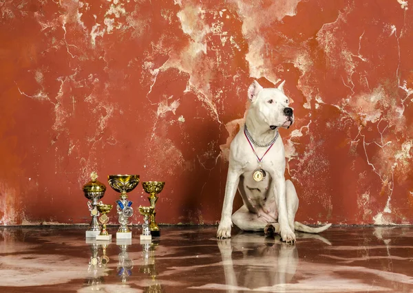 Raza de perro blanco Dogo Argentino, junto a sus premios —  Fotos de Stock