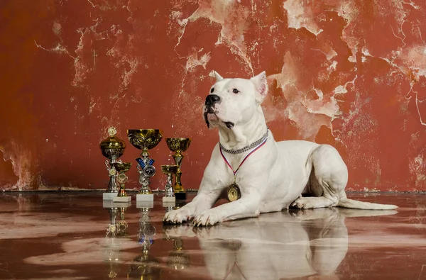 White dog breed Dogo Argentino, alongside their awards — Stock Photo, Image