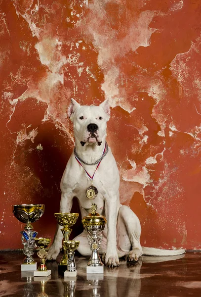 White dog breed Dogo Argentino, alongside their awards — Stock Photo, Image