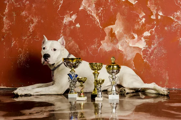 White dog breed Dogo Argentino, alongside their awards — Stock Photo, Image