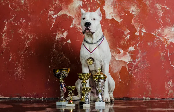 Raza de perro blanco Dogo Argentino, junto a sus premios —  Fotos de Stock