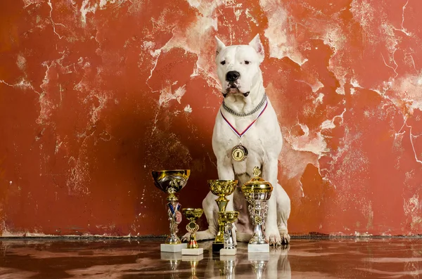 Onların ödül yanında beyaz köpek doğurmak dogo argentino — Stok fotoğraf