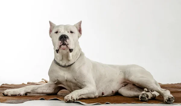 阿根廷的纯种狗坐在皮肤上 — 图库照片