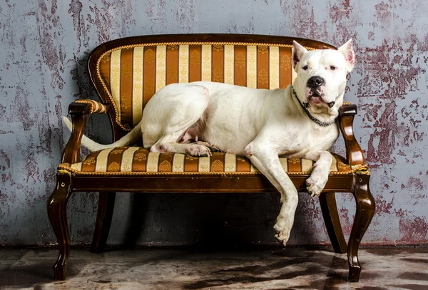 जुन्या सोफावर अर्जेंटिना वंशाचा कुत्रा — स्टॉक फोटो, इमेज
