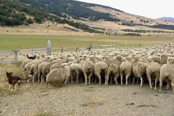 Flock of sheep, Chile — Stock Photo, Image