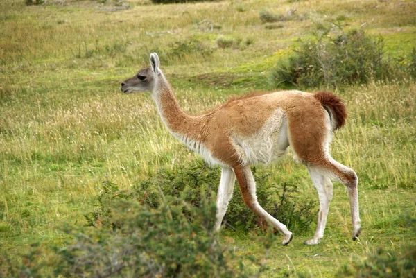 Guanaco Chilében — Stock Fotó