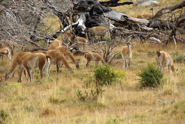 Guanacos στη Χιλή — Φωτογραφία Αρχείου