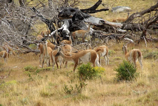 Guanacos in Cile — Foto Stock