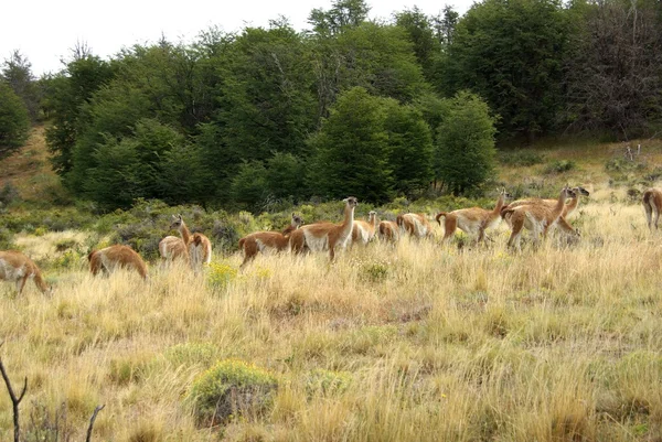 Guanacos en Chile — Foto de Stock