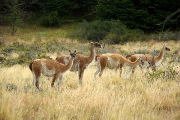 Guanaco in Chili — Stockfoto