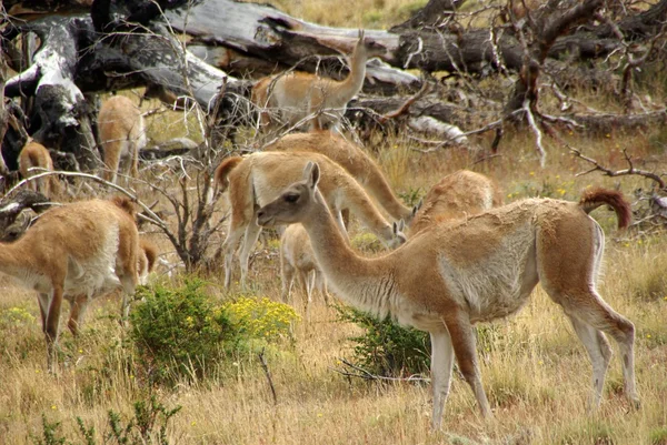 Guanacos in Chile — Stock Photo, Image