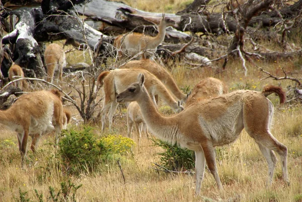 Guanacos in Cile — Foto Stock