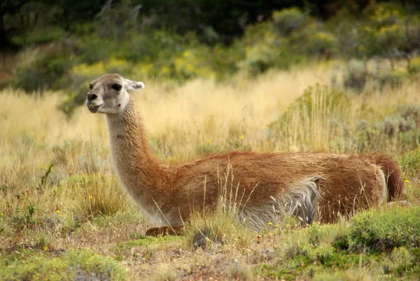 칠레 guanaco — 스톡 사진