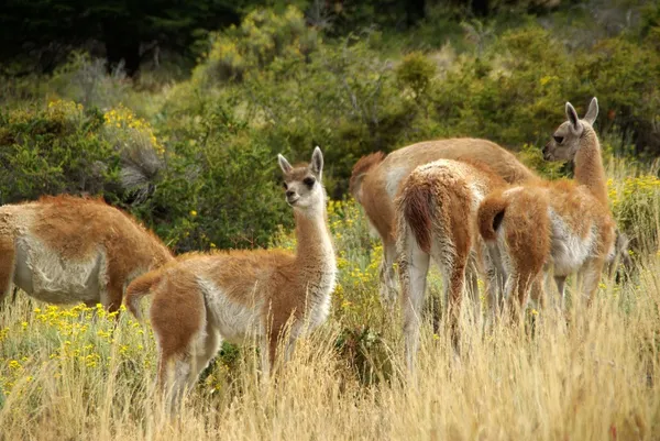 Guanacos in Chile — Stockfoto