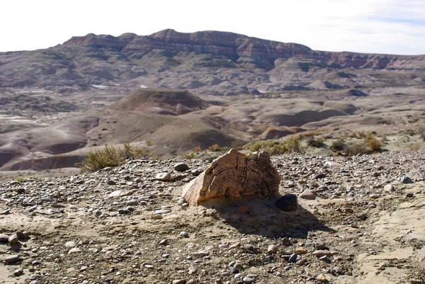 Petrified forest in Patagonia — Stock Photo, Image