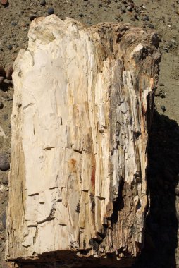 patagonia içinde taşlaşmış ağaç