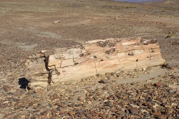 Απολιθωμένο ξύλο στην Παταγονία — Φωτογραφία Αρχείου