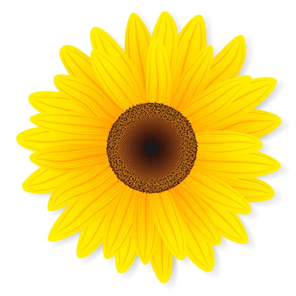 Sonnenblume isoliert auf weißem Hintergrund. — Stockvektor