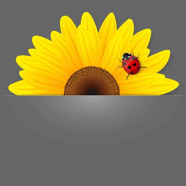 Tournesol et coccinelle sur fond gris . — Image vectorielle