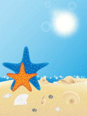 kabukları ve starfishes kum zemin üzerine.