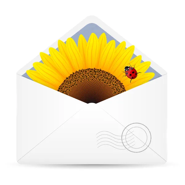 Enveloppe ouverte avec tournesol et coccinelle — Image vectorielle